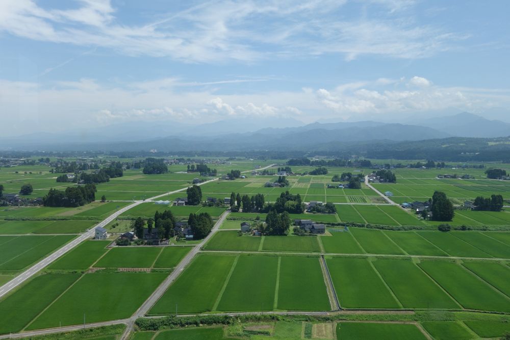 Так вот она какая, Япония. И везде рисовые поля, даже в городе.